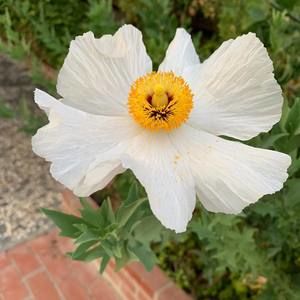 Meet your Posher, Shelly